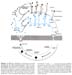 ciclo rhizopus