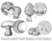 corpifruttiferi