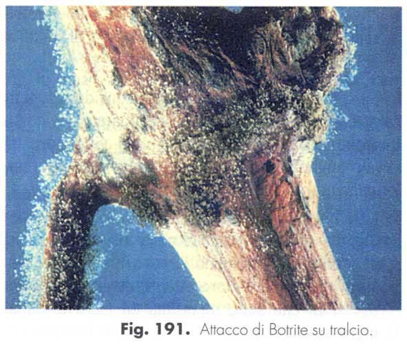 Botrite-tralcio