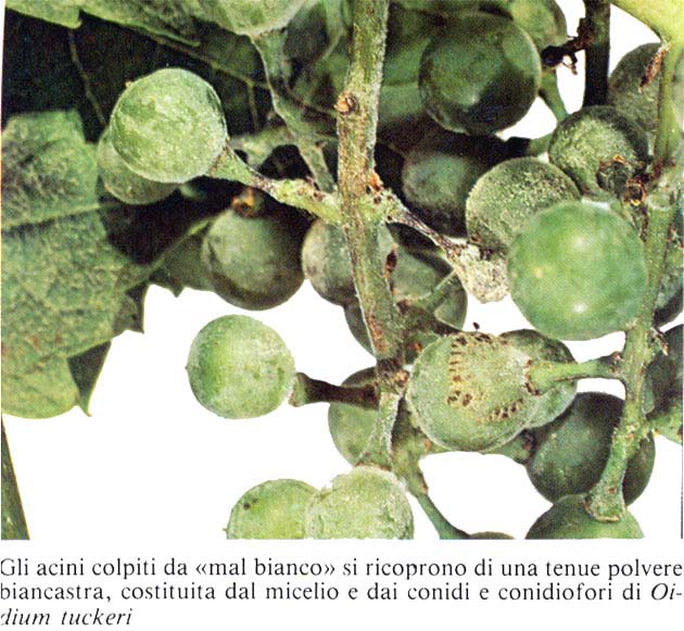 Oidio5