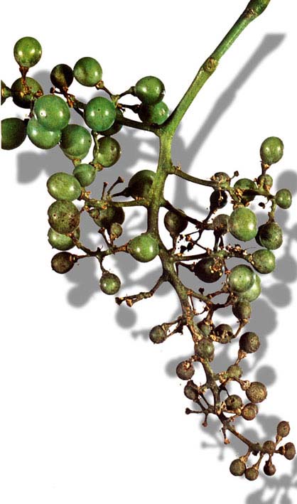 Oidio8