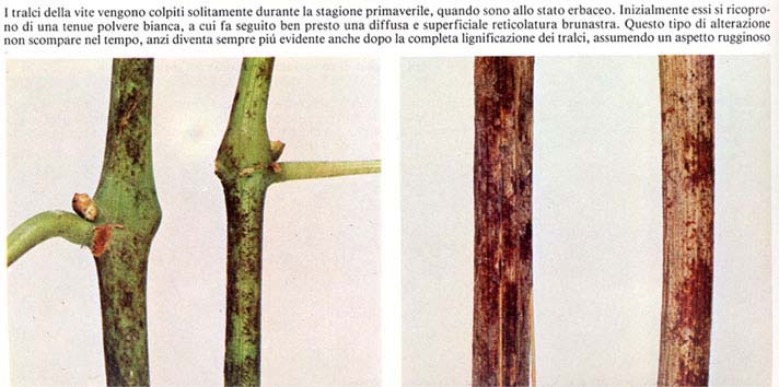 Oidio9
