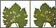 peronospora1.jpg