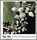 peronospora11.jpg