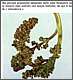 peronospora8.jpg